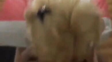 Crossdresser Cock Sucking Fun